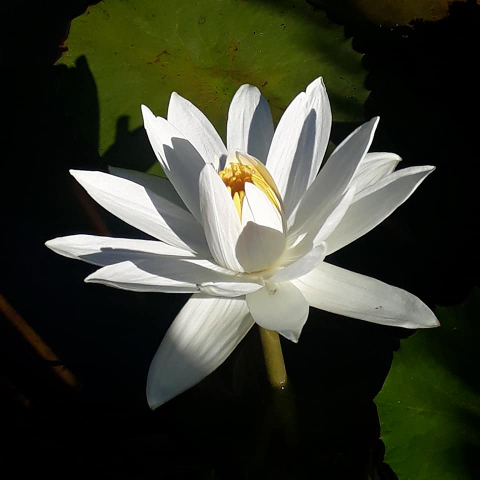 Les Jardins d'Eau watergardens dordogne perigord périgord sarlat carsac, Les Jardins d'Eau, 8 kilometres from Sarlat in Périgord: lotus, water lilies, creation of water gardens for individuals or companies, Gallo-Roman site... another way of discovering the garden