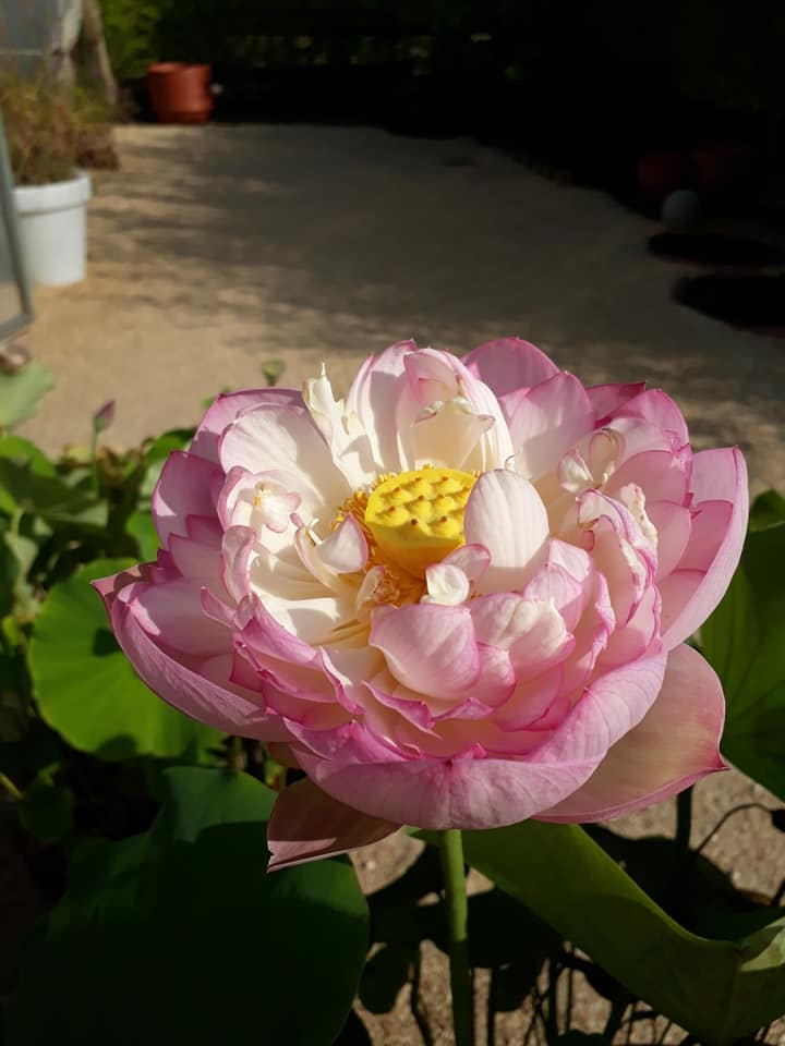 lotus dordogne perigord périgord sarlat carsac, Les Jardins d'Eau, à 8 kilomètres de Sarlat en Périgord : lotus, nymphéas, nénuphars, création de jardins d'eau pour les particuliers ou les entreprises, site gallo-romain... une autre façon de découvrir le jardin!