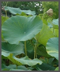 lotus dordogne perigord périgord sarlat carsac, Les Jardins d'Eau, à 8 kilomètres de Sarlat en Périgord : lotus, nymphéas, nénuphars, création de jardins d'eau pour les particuliers ou les entreprises, site gallo-romain... une autre façon de découvrir le jardin!