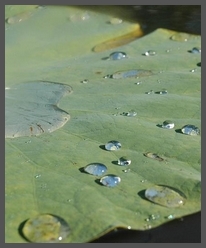 Les Jardins d'Eau jardines acuáticos dordoña perigord périgord sarlat carsac, Les Jardins d'Eau, a 8 kilómetros de Sarlat en Périgord: lotos, nenúfares, creación de jardines acuáticos para particulares o empresas, yacimiento galo-romano... otra forma de descubrir el jardín