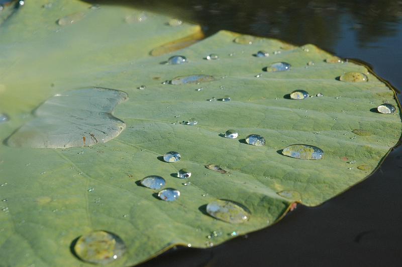 Les Jardins d'Eau jardines acuáticos dordoña perigord périgord sarlat carsac, Les Jardins d'Eau, a 8 kilómetros de Sarlat en Périgord: lotos, nenúfares, creación de jardines acuáticos para particulares o empresas, yacimiento galo-romano... otra forma de descubrir el jardín