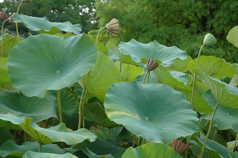 lotus dordogne perigord périgord sarlat carsac, Les Jardins d'Eau, à 8 kilomètres de Sarlat en Périgord : lotus, nymphéas, nénuphars, création de jardins d'eau pour les particuliers ou les entreprises, site gallo-romain... une autre façon de découvrir le jardin!