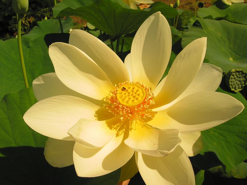 lotus dordogne perigord périgord sarlat carsac, Les Jardins d'Eau, à 8 kilomètres de Sarlat en Périgord : lotus, nymphéas, nénuphars, création de jardins d'eau pour les particuliers ou les entreprises, site gallo-romain... une autre façon de découvrir le jardin!