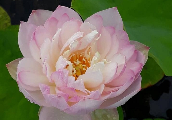 Les Jardins d'Eau de Carsac-Aillac, en Périgord-Dordogne : les lotus