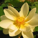 alba-grandiflora